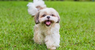 Vet sparks debate naming five dog breeds she would never own and why