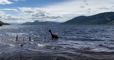 Recent Loch Ness Monster sighting turned out to be an Alpaca going for a swim