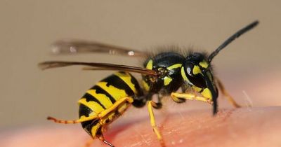 Swarm of sugar-crazed wasps heading for UK but this product can stop them entering your home