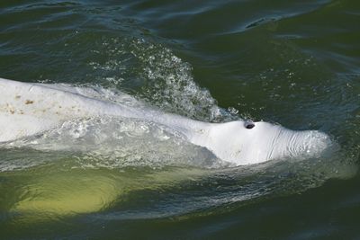 France readies rescue of beluga astray in Seine