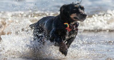 Warning over hidden dangers to dogs found on UK beaches