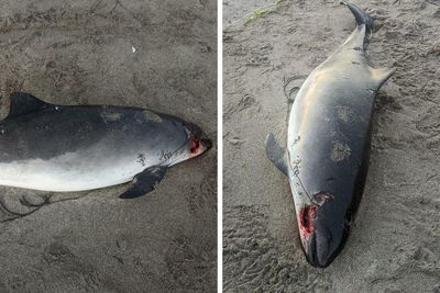 Man tells of shock after mutilated porpoise corpse stranded on Scottish beach