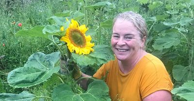 Woman who survived car crash that killed husband and children plants field of sunflowers near tragic scene