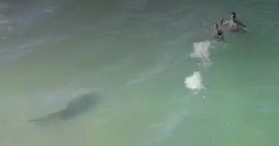 Horrifying clip shows shark stalking two oblivious swimmers at beach