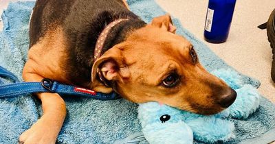 Misunderstood dog who 'chewed off her back paw' now up for worldwide adoption