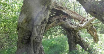 Woodland walk near Edinburgh home to magnificent UK Tree of the Year contender