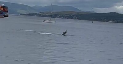 Dolphins make a splash in the Clyde and surprises Waverley passengers