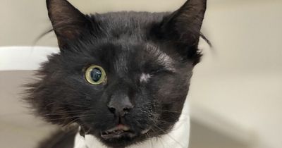 Vicar the cat defies the odds after suffering smashed skull and popped eyeball