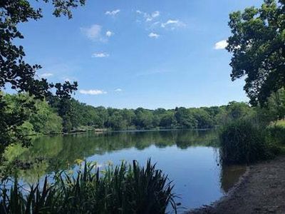 Several dogs die after drinking water from ‘toxic lake’ in East London