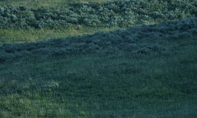 Can you spot the coyotes in this lush Yellowstone meadow?