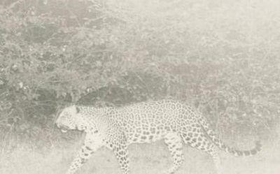 Forest officials say leopard is in golf course area