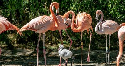 Zookeepers tickled pink after flamingo dads raise abandoned chick