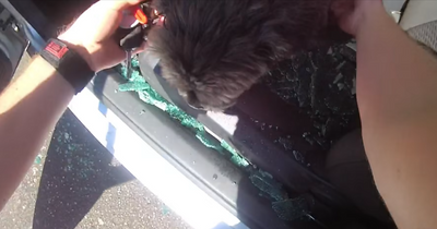Warning issued as police smash car window to save 'distressed' dog from heat in Nottingham