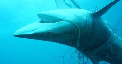 Hunter residents want shark nets scrapped: survey
