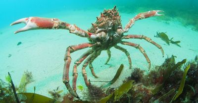 Cornwall beachgoers issued urgent spider crab update as long-legged crustaceans swarm