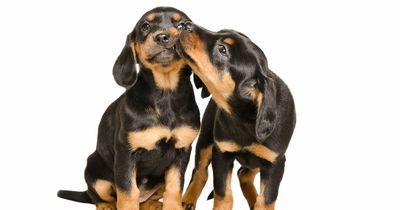 New candle smells of lavender, biscuits, milk - and puppies