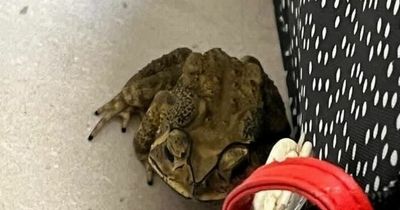 Student finds toad hiding in suitcase after 6,000 mile journey from Thailand