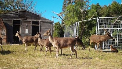 Growing concerns about spread of feral deer across northern New South Wales