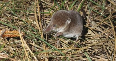 China reports 35 people infected by new deadly virus 'spread from a shrew'