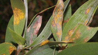 Invasive myrtle rust fungus poses 'unprecedented' risk to native trees