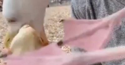 Woman left stunned after ferocious seagull on beach steals pasty right out of her hands