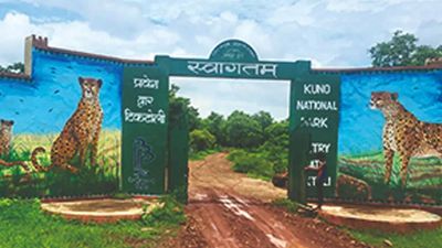 Madhya Pradesh: Leopards dodge traps & hunt bait in Kuno National Park enclosure; cheetah project dates uncertain