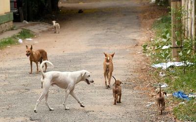 Shot in the arm for Thiruvananthapuram’s Animal Birth Control programme