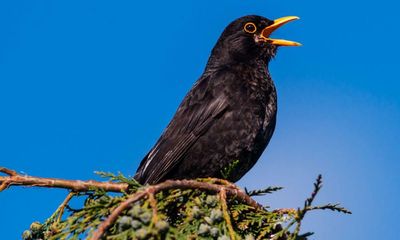 Country diary: My own personal blackbird serenade