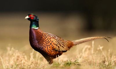 Calls to ban gamebird release to avoid ‘catastrophic’ avian flu outbreak
