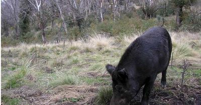 GPS reveals 42 illegal hunting trips to slay feral pigs with knife