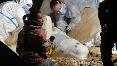 Stranded beluga whale lifted out of river Seine at start of return trip to sea