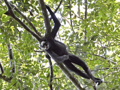 A Brazil court reopens the case of a rainforest park larger than New York City