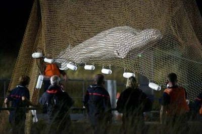 Beluga whale lifted from River Seine dies despite rescue attempt