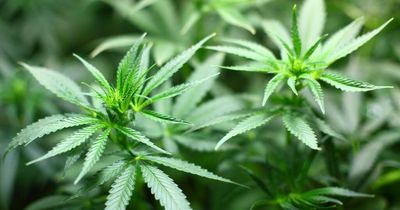 Cancer sufferer, 60, sentenced for having cannabis she used to fight pain