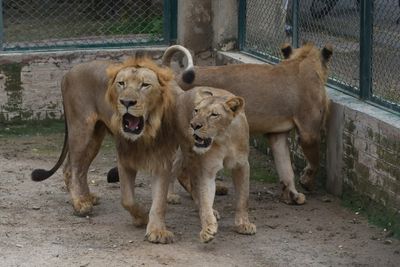 Pakistan zoo cancels lion auction, plans expansion instead