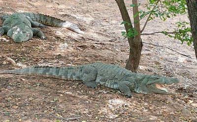 Madras HC dismisses case against transferring 1,000 crocodiles from Chennai to Gujarat