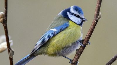 Birds in Europe Are Less Colorful than 15 Years Ago Due to Climate Crisis, Study Suggests