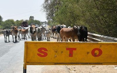 Over 900 deaths in accidents caused by stray cattle in Haryana in five years