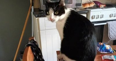 Campbeltown cat reunited with owners after more than five months exploring Dumbarton alone