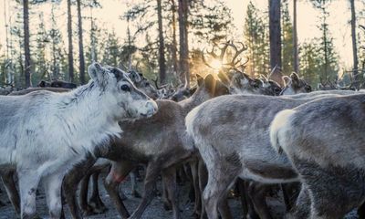 ‘We borrow our lands from our children’: Sami say they are paying for Sweden going green