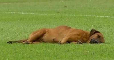 Bored dog falls asleep on football pitch after zero goals scored at halftime