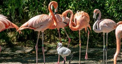 Gay flamingo dads raising newborn chick who was abandoned by biological parents