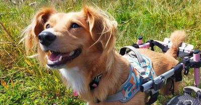 Adorable dog who races around in pink wheelchair is crying out for new home