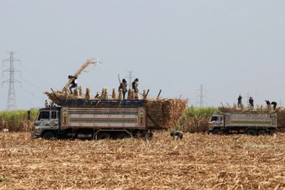 Philippines's Marcos rejects import of 300,000t sugar in lost opportunity for Thailand