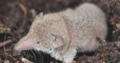 China warns of virus 'spreading from shrews' has infected 35 people in new wave