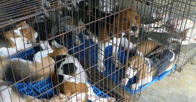 Around 4,000 beagles need new homes after being saved from drug experiments