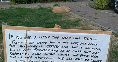 People in stitches at sign warning them not to fall for dog faking her own death