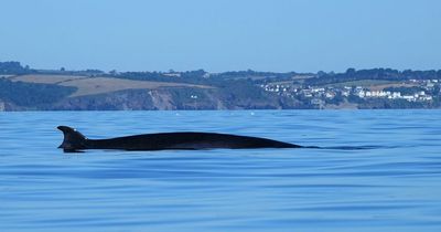 Kayaker captures 30ft whale on camera during paddle off South West coast