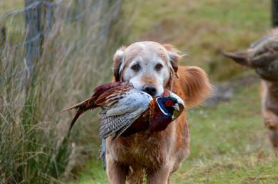 Calls for a ban on shooting industry's release of game birds due to avian flu risk