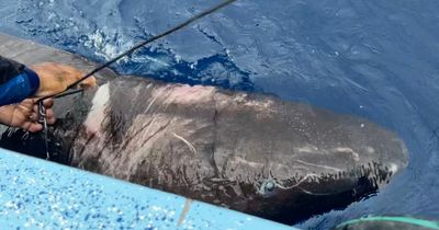 Ancient half-blind Arctic shark that can live for 500 years found in the Caribbean